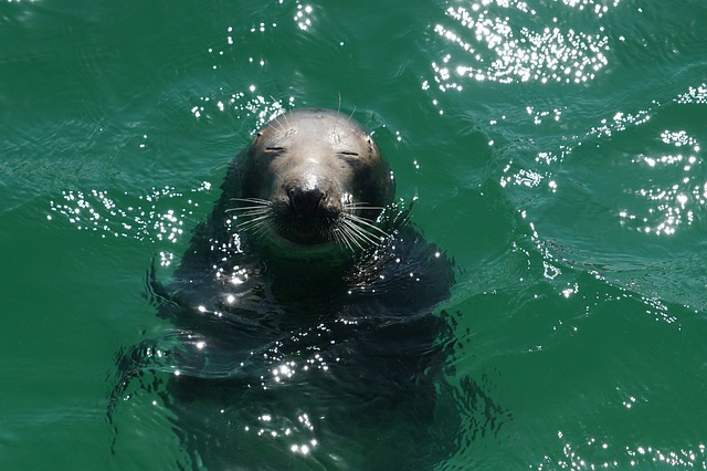 海豹 动物 海 - 上的免费照片