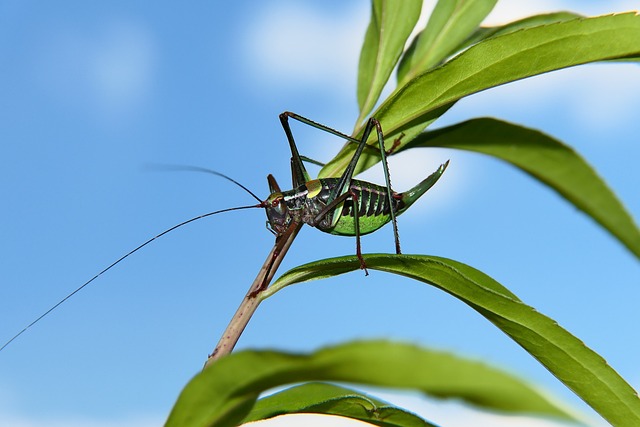 疣状灌木蟋蟀 昆虫 叶子 - 上的免费照片