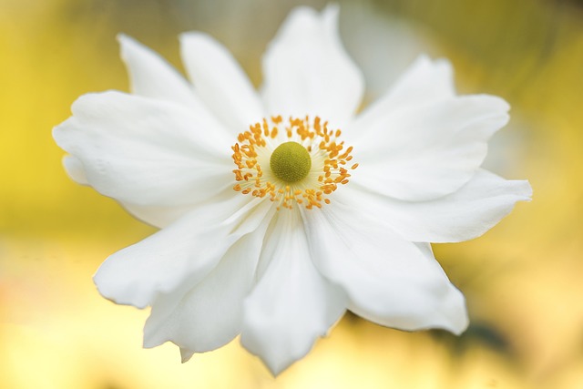 海葵 花 白色的花 - 上的免费照片