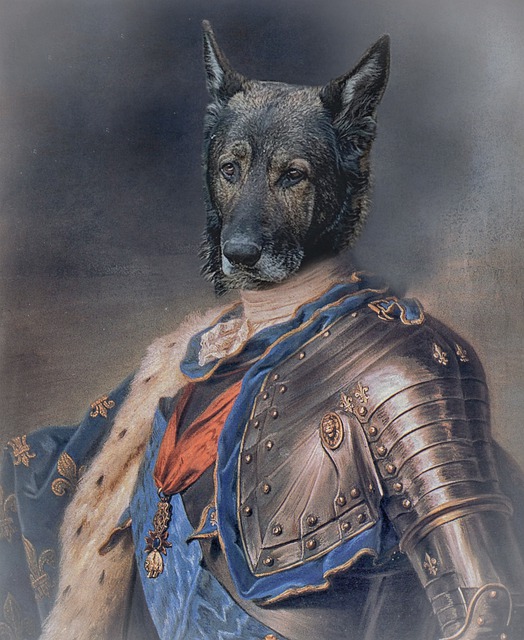 骑士 德国牧羊犬 肖像 - 上的免费图片