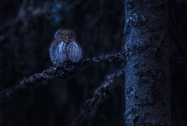 欧亚侏儒猫头鹰 猫头鹰 鸟 Glaucidium - 上的免费照片