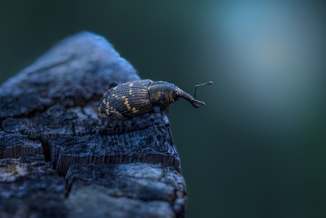 大松象鼻虫 甲虫 昆虫 - 上的免费照片