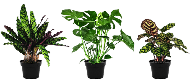 室内植物 植物 花盆 - 上的免费图片