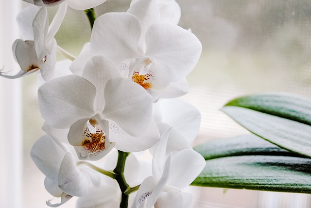 植物 花 兰花 - 上的免费照片
