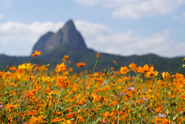 迈桑省立公园 野花 橙花 - 上的免费照片