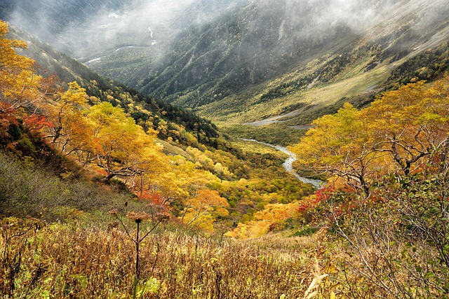 自然 秋季 黄叶 - 上的免费照片