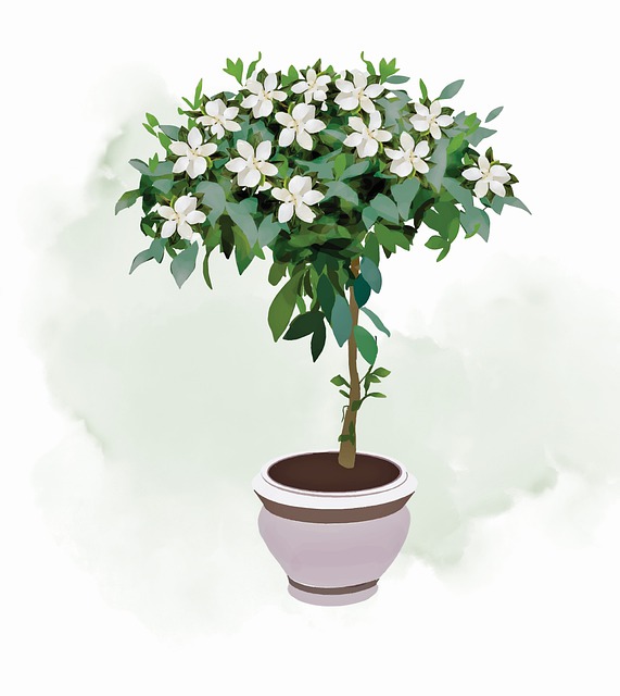 植物 栀子 自然 - 上的免费图片