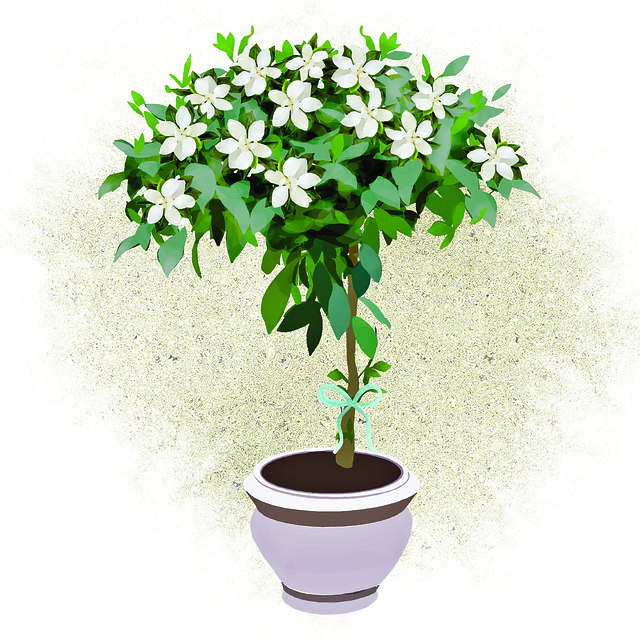 植物 花朵 栀子 - 上的免费图片