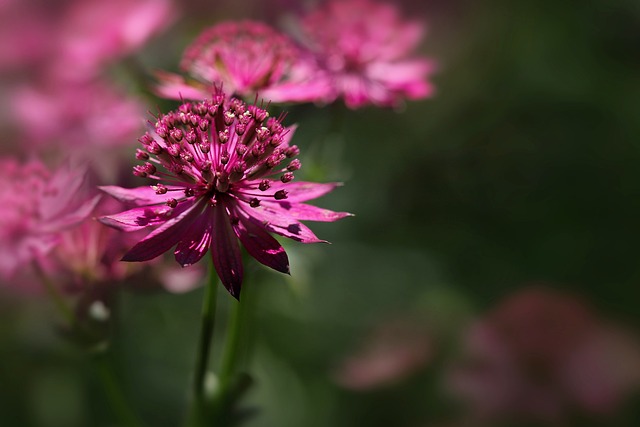 大星伞形花序 阿斯特拉蒂亚少校 粉色的 - 上的免费照片