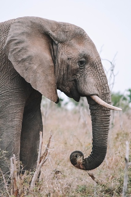大象 动物 哺乳动物 - 上的免费照片