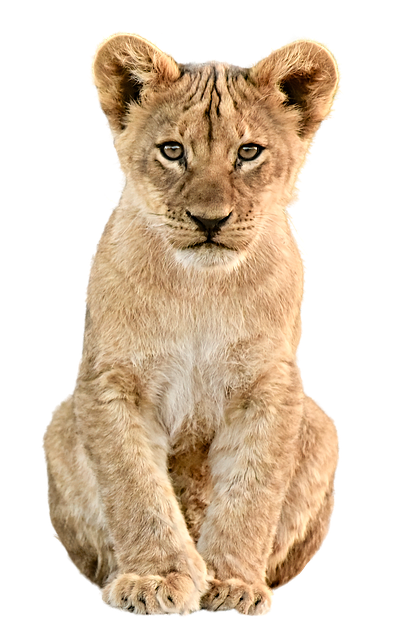 小狮子 狮子 母狮 - 上的免费图片
