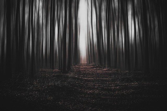森林 黑暗的 魔法 - 上的免费照片