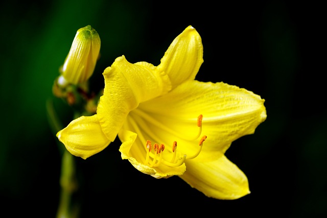 百合 花 黄花 - 上的免费照片