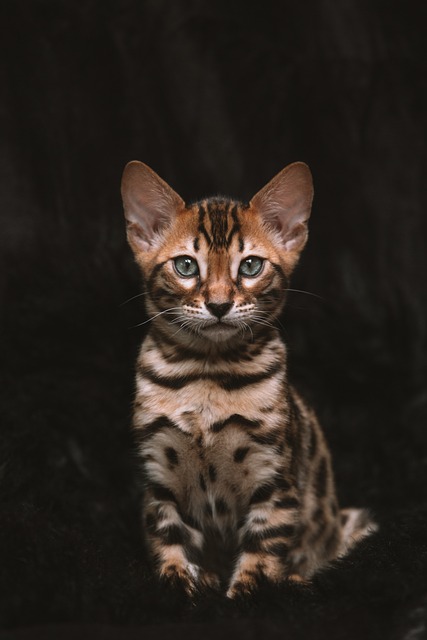 猫 小猫 猫科动物 - 上的免费照片