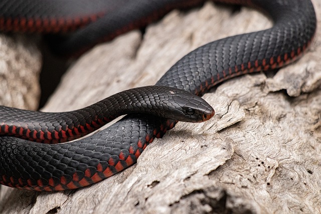红腹黑蛇 蛇 动物 - 上的免费照片