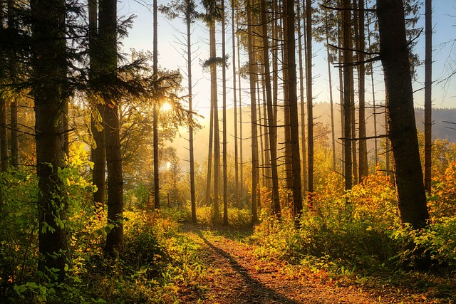 森林 树木 秋天 - 上的免费照片