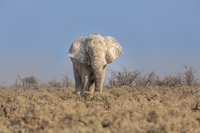 非洲象 大象 厚皮动物 - 上的免费照片