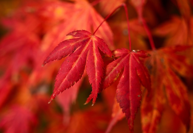 秋天 枫叶 槭树 - 上的免费照片
