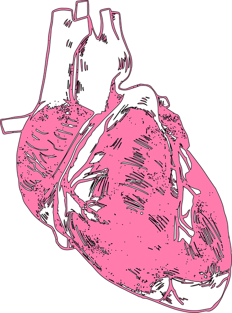 心 人的心脏 人体解剖学 - 免费矢量图形