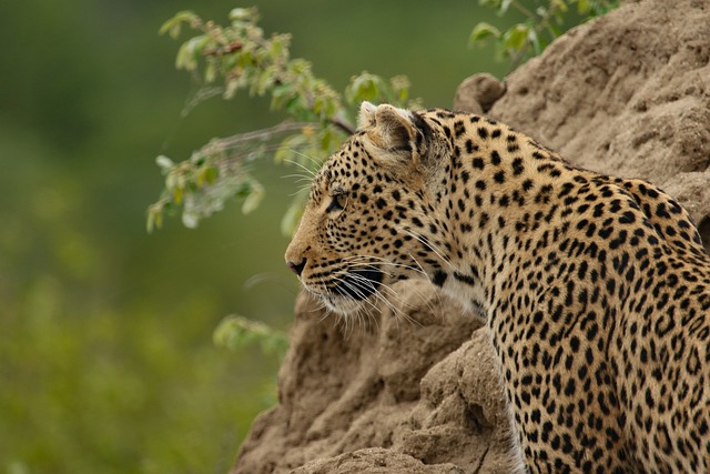 豹 哺乳动物 动物 - 上的免费照片
