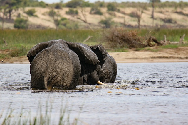 大象 河 非洲 - 上的免费照片