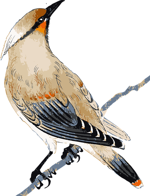 太平鸟 鸟 动物 - 免费矢量图形