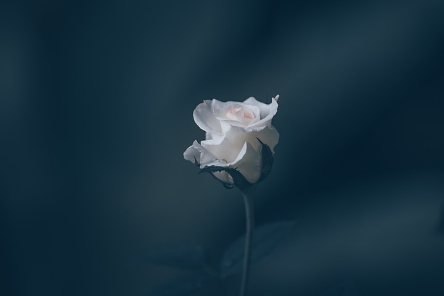 玫瑰 花 白玫瑰 - 上的免费照片