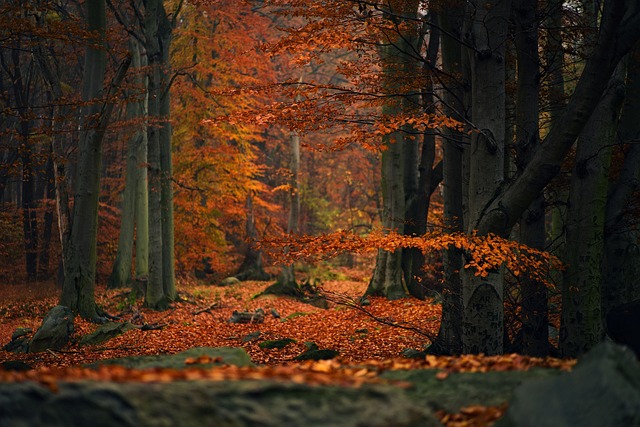 森林 自然 秋天 - 上的免费照片