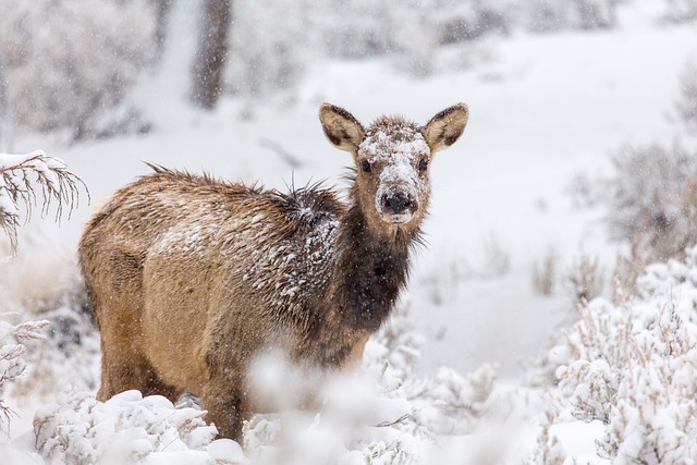 麋鹿 鹿 冬天 - 上的免费照片