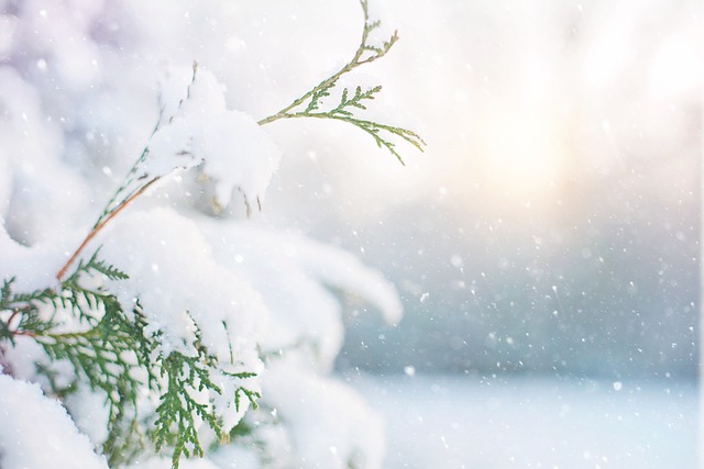 树 雪 冬天 - 上的免费照片