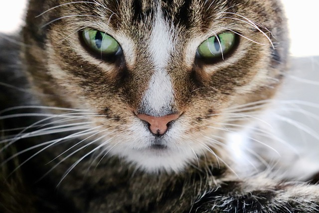 猫眼 欧洲短毛 猫 - 上的免费照片