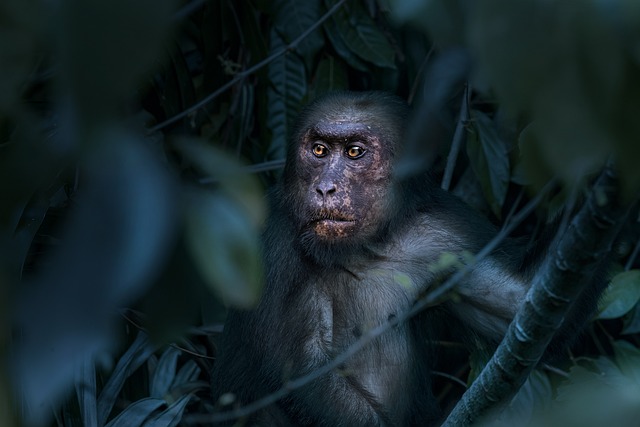 猴 动物 树桩尾猕猴 - 上的免费照片