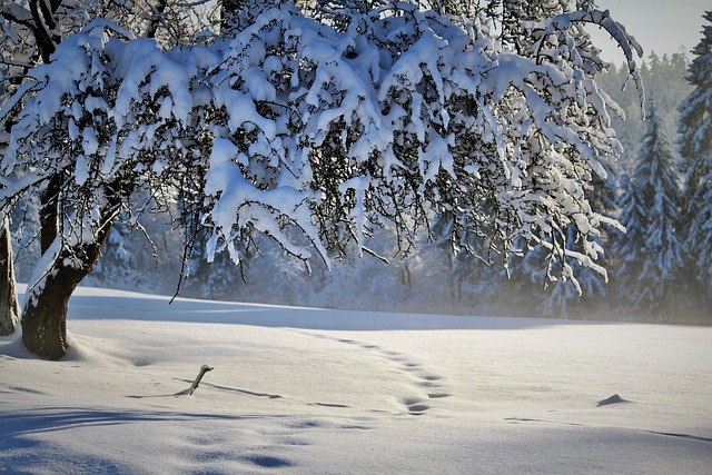 自然 冬天 季节 - 上的免费照片