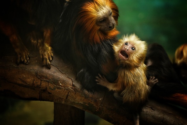 动物 猴 哺乳动物 - 上的免费照片
