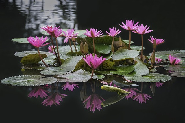 莲花 花朵 池塘 - 上的免费照片