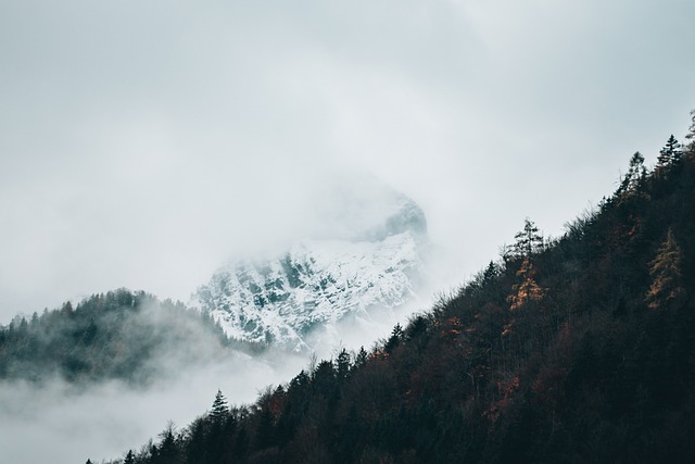 山 首脑 森林 - 上的免费照片