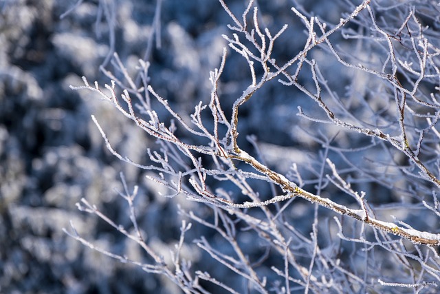 分行 雪 冬天 - 上的免费照片