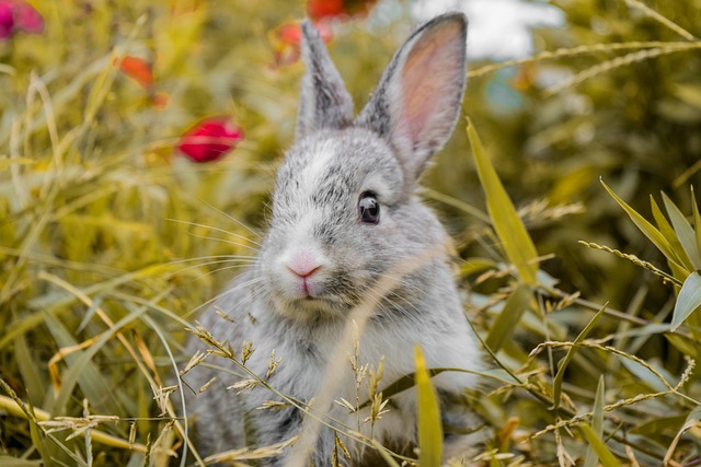 动物 兔子 哺乳动物 - 上的免费照片