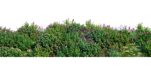 草 花朵 原野 - 上的免费图片