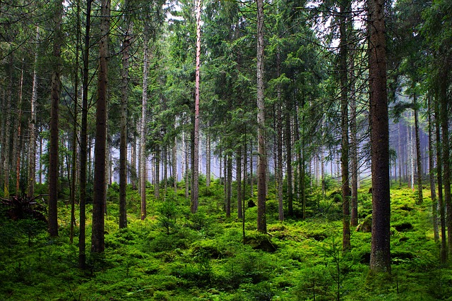 森林 树木 冷杉 - 上的免费照片