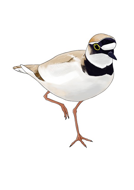 千鸟 小环鸻 千鸟格 - 上的免费图片