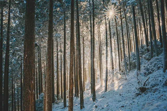 景观 冬季 森林 - 上的免费照片