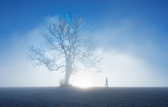 自然 冬天 树 - 上的免费照片