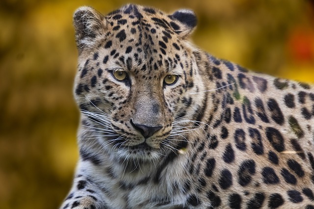 豹 动物 哺乳动物 - 上的免费照片