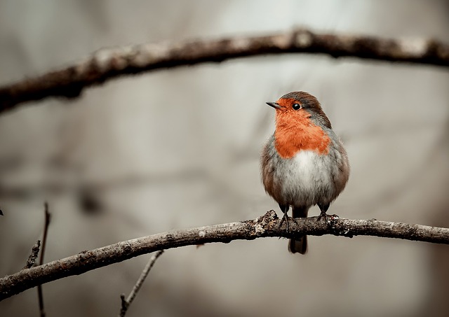 知更鸟 鸟 动物 - 上的免费照片