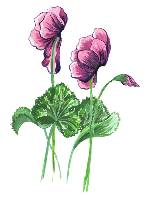 植物学 盛开 仙客来 - 免费矢量图形