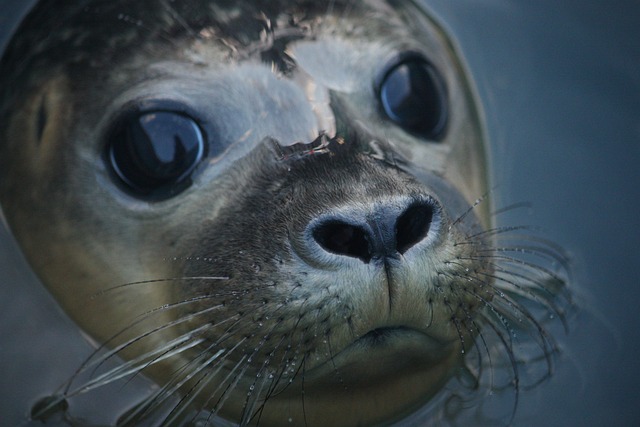 海豹 动物 海洋哺乳动物 - 上的免费照片