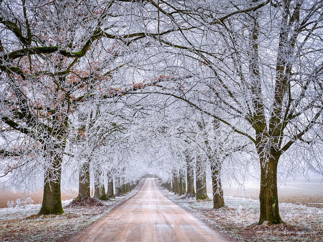 路 树木 冬天 - 上的免费照片
