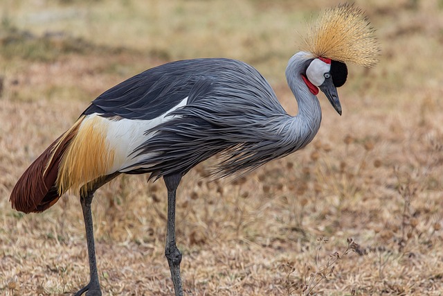 灰冠鹤 巴利阿里亚规则 坦桑尼亚 - 上的免费照片