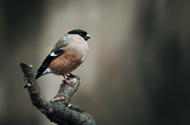 雀 鸟 动物 - 上的免费照片